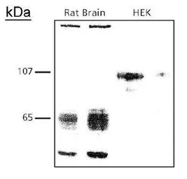 Anti-SynCAM antibody used in Western Blot (WB). GTX23910