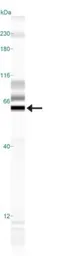 Anti-SynCAM antibody used in Western Blot (WB). GTX23910