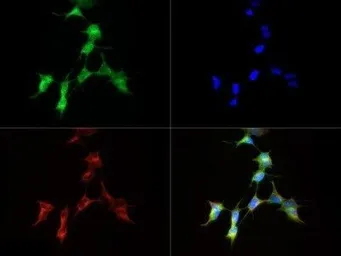 Anti-SynCAM antibody used in Immunocytochemistry/ Immunofluorescence (ICC/IF). GTX23910