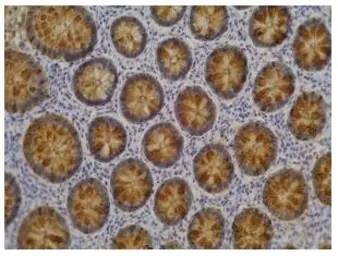 Anti-Blood Group Lewis a antibody [7LE] used in IHC (Paraffin sections) (IHC-P). GTX23967