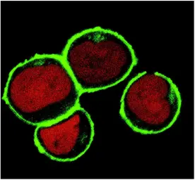 Anti-NTAL antibody [NAP-07] used in Immunocytochemistry/ Immunofluorescence (ICC/IF). GTX23992
