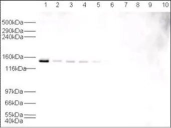 Anti-USP7 antibody used in Western Blot (WB). GTX24080