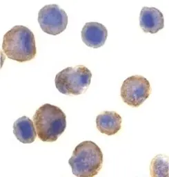 Anti-DR5 antibody used in Immunocytochemistry/ Immunofluorescence (ICC/IF). GTX24106