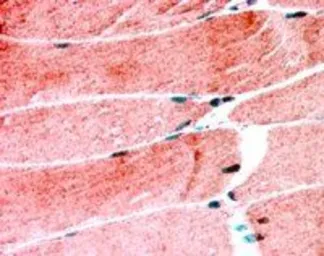 Anti-MURF1 antibody used in IHC (Paraffin sections) (IHC-P). GTX24125