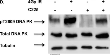 Anti-DNA-PKcs (phospho Thr2609) antibody used in Western Blot (WB). GTX24194