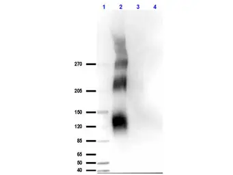 Anti-DNA-PKcs (phospho Thr2609) antibody used in Western Blot (WB). GTX24194