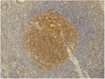 Anti-PAG antibody [PAG-C1] used in IHC (Paraffin sections) (IHC-P). GTX24206