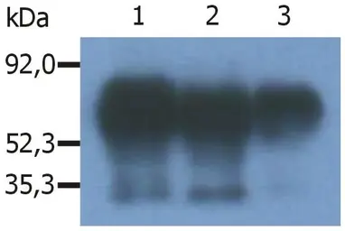Anti-PAG antibody [PAG-C1] used in Immunoprecipitation (IP). GTX24206