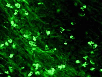 Rabbit Anti-Human IgA antibody (FITC). GTX24219