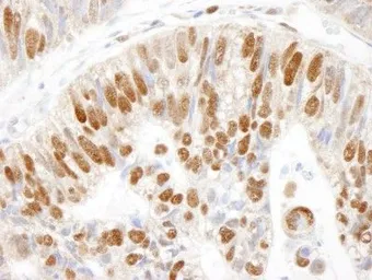 Anti-MCM3 antibody used in IHC (Paraffin sections) (IHC-P). GTX24460