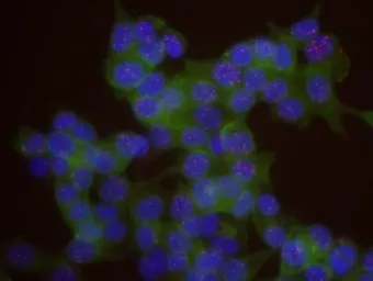 Anti-MCM3 antibody used in Proximity ligation assay (PLA). GTX24460