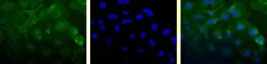 Anti-Survivin antibody [60.11] used in Immunocytochemistry/ Immunofluorescence (ICC/IF). GTX24470