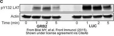 Anti-LAT (phospho Tyr132) antibody used in Western Blot (WB). GTX24476