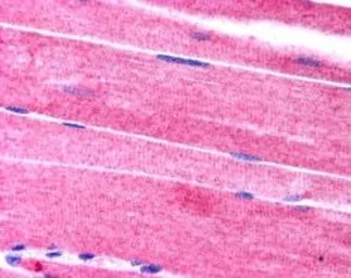 Anti-SORBS1 antibody, C-term used in IHC (Paraffin sections) (IHC-P). GTX24551