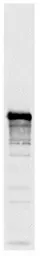 Anti-Nsr1p antibody [31C4] used in Western Blot (WB). GTX24642