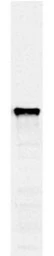 Anti-PDI1 antibody [38H8] used in Western Blot (WB). GTX24644