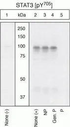 Anti-STAT3 (phospho Tyr705) antibody used in Western Blot (WB). GTX24740