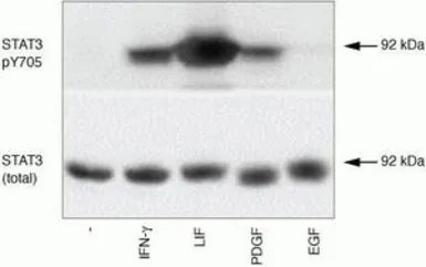 Anti-STAT3 (phospho Tyr705) antibody used in Western Blot (WB). GTX24740
