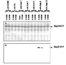 Anti-Apg8 antibody used in Western Blot (WB). GTX24753