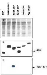 Anti-URM1 antibody used in Western Blot (WB). GTX24755
