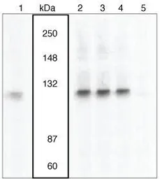 Anti-VAV3 (phospho Tyr173) antibody used in Western Blot (WB). GTX24764