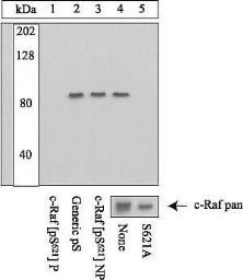 Anti-Raf1 (phospho Ser621) antibody used in Western Blot (WB). GTX24767