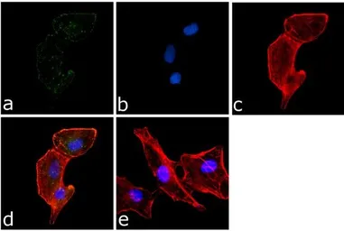Anti-PYK2 (phospho Tyr402) antibody used in Immunocytochemistry/ Immunofluorescence (ICC/IF). GTX24800