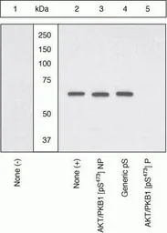 Anti-PYK2 (phospho Tyr579) antibody used in Western Blot (WB). GTX24805