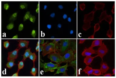 Anti-JNK (phospho Thr183/Tyr185) antibody used in Immunocytochemistry/ Immunofluorescence (ICC/IF). GTX24821