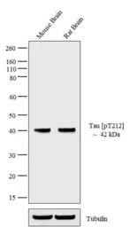 Anti-Tau (phospho Thr212) antibody used in Western Blot (WB). GTX24842