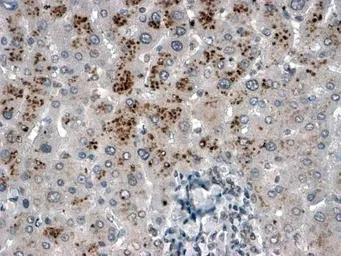Anti-USP15 antibody, C-term used in IHC (Paraffin sections) (IHC-P). GTX24850