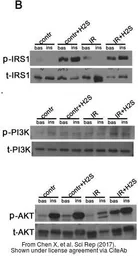 Anti-IRS1 (phospho Ser312) antibody used in Western Blot (WB). GTX24865
