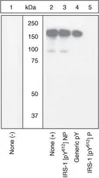 Anti-IRS1 (phospho Tyr612) antibody used in Western Blot (WB). GTX24868