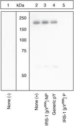 Anti-IRS1 (phospho Tyr896) antibody used in Western Blot (WB). GTX24873