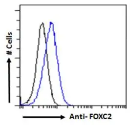 Anti-FOXC2 antibody, C-term used in Flow cytometry (FCM). GTX25060