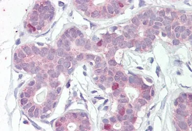 Anti-FOXA1 antibody, C-term used in IHC (Paraffin sections) (IHC-P). GTX25089