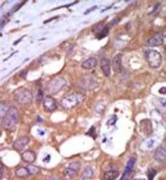 Anti-PKC mu antibody used in IHC (Paraffin sections) (IHC-P). GTX25283