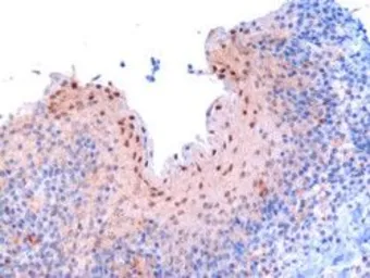 Anti-RanBP9 antibody, C-term used in IHC (Paraffin sections) (IHC-P). GTX25295