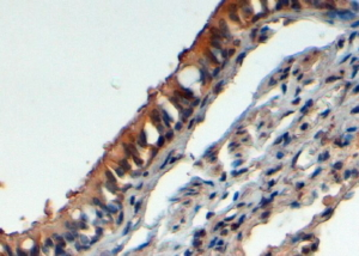 Anti-FBXL12 antibody, C-term used in IHC (Paraffin sections) (IHC-P). GTX25305