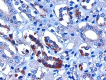 Anti-FBXW2 antibody, C-term used in IHC (Paraffin sections) (IHC-P). GTX25309