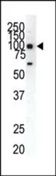 Anti-EphA1 antibody used in Western Blot (WB). GTX25385
