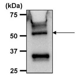 Anti-ATP5B antibody [4.3E8.D10] used in Immunoprecipitation (IP). GTX25432