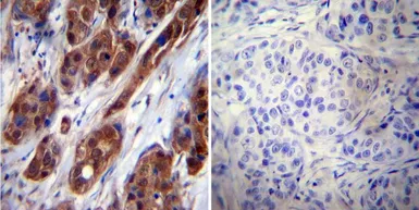 Anti-Hsp70 antibody [3A3] used in IHC (Paraffin sections) (IHC-P). GTX25439