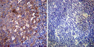 Anti-Hsp70 antibody [3A3] used in IHC (Paraffin sections) (IHC-P). GTX25439