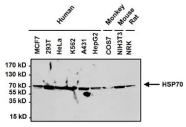 Anti-Hsp70 antibody [3A3] used in Western Blot (WB). GTX25439
