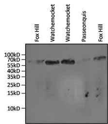 Anti-Hsp70 antibody [3A3] used in Western Blot (WB). GTX25439
