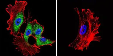 Anti-Hsp70 antibody [3A3] used in Immunocytochemistry/ Immunofluorescence (ICC/IF). GTX25439