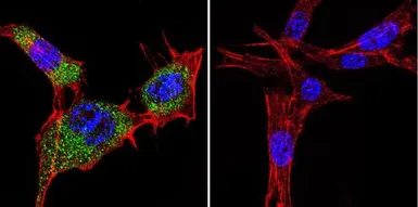 Anti-Hsp70 antibody [3A3] used in Immunocytochemistry/ Immunofluorescence (ICC/IF). GTX25439