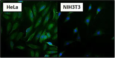 Anti-Hsp70 antibody [3A3] used in Immunocytochemistry/ Immunofluorescence (ICC/IF). GTX25439