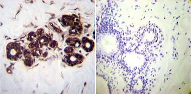 Anti-Hsp70 antibody [2A4] used in IHC (Paraffin sections) (IHC-P). GTX25442
